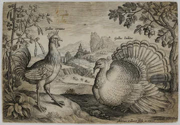 Old Master Engraving